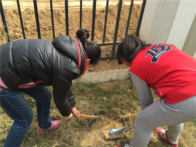 扦插蔷薇实践活动