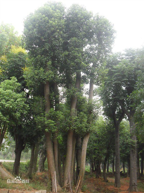 丛生香樟