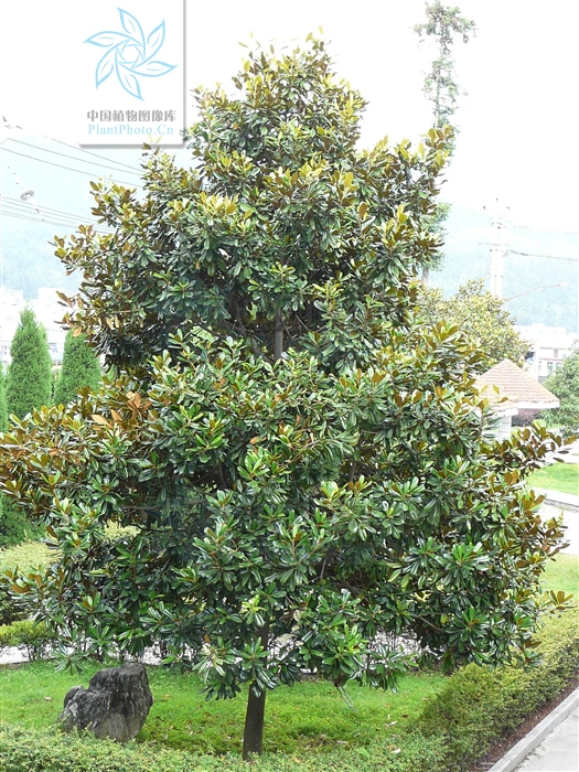 荷花玉兰