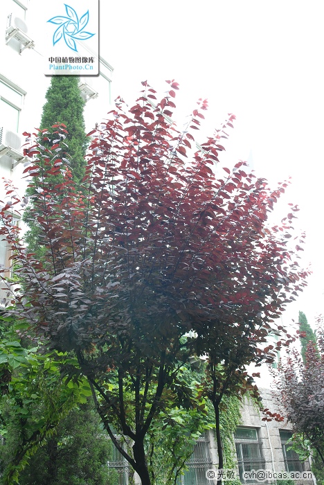 紫叶李