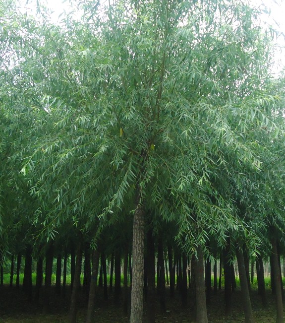 旱柳