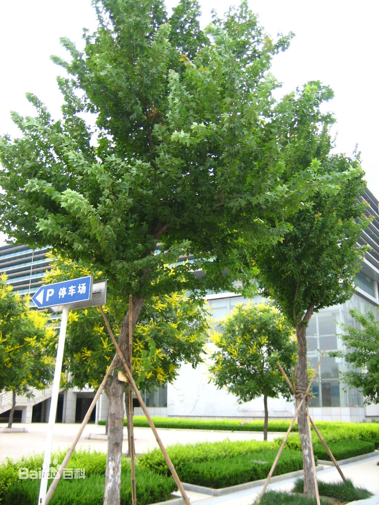 三角槭