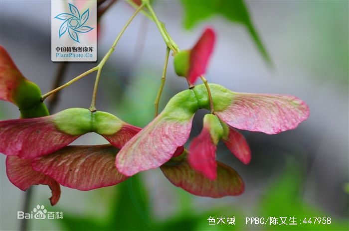 色木槭