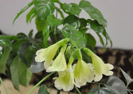菜豆树