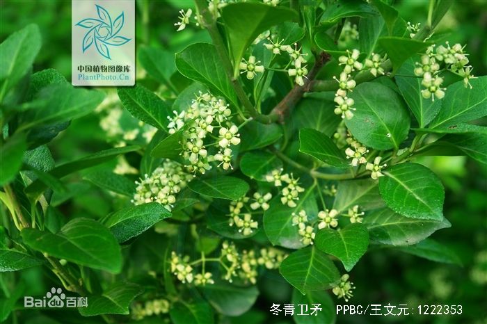 大叶黄杨