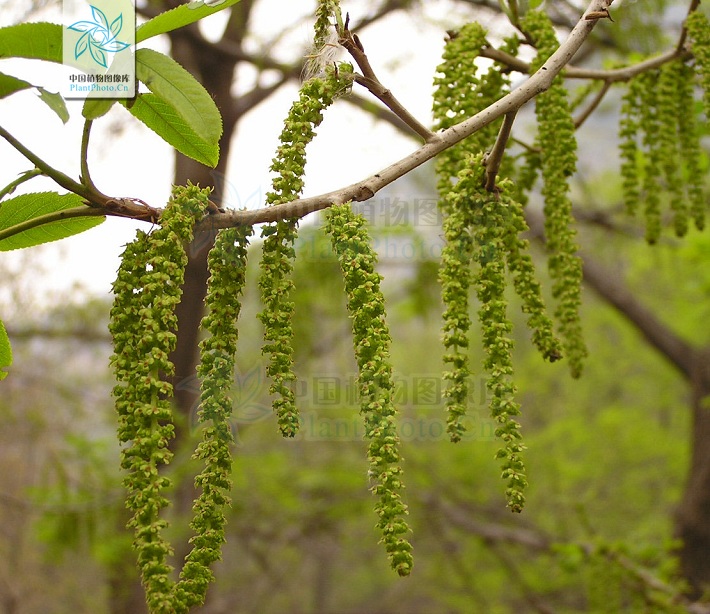 枫杨 - 枫杨植物志 - 郑州枫杨外国语学校