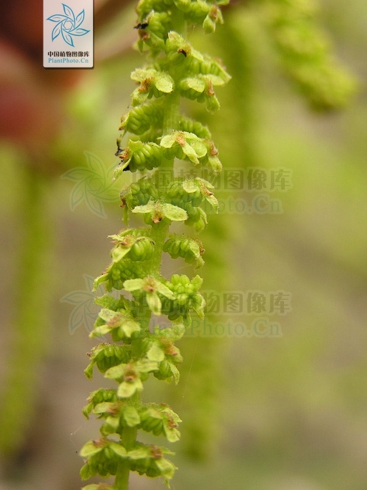 枫杨 - 枫杨植物志 - 郑州枫杨外国语学校